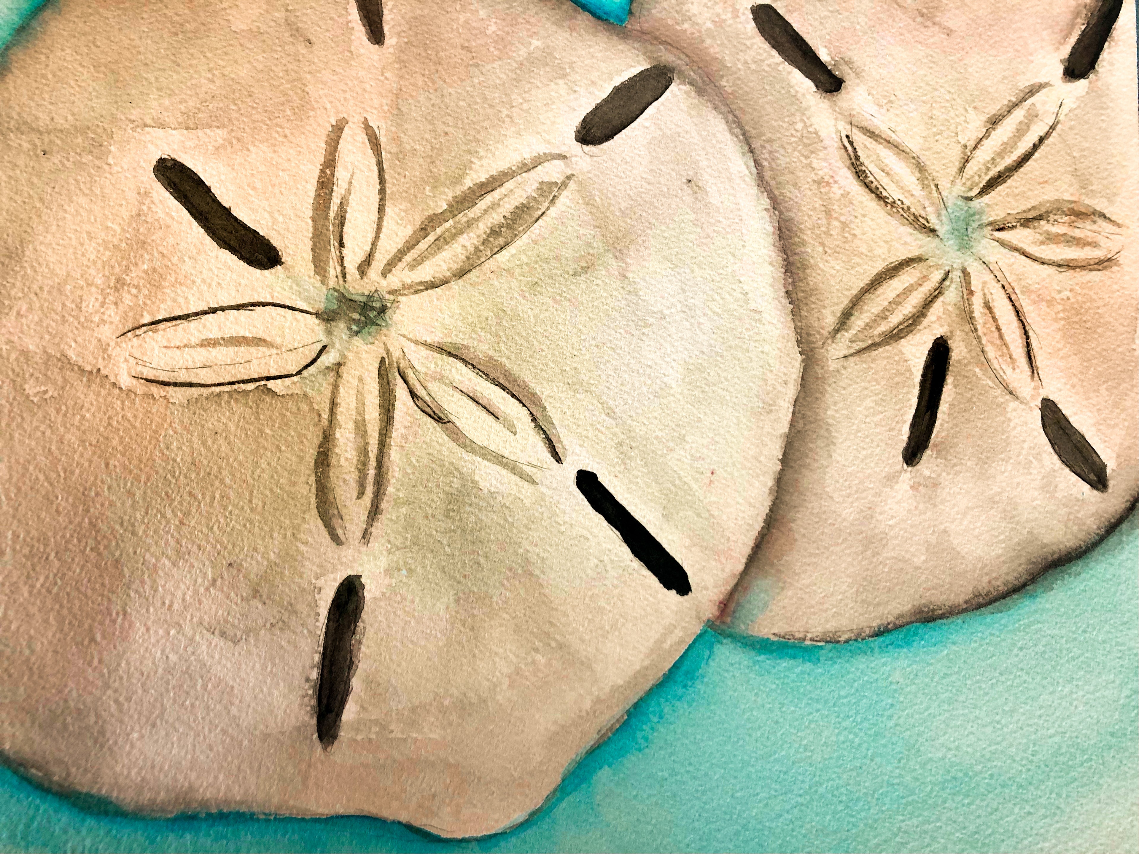 Sand Dollar Watercolor Print on Canvas - 12”x16”