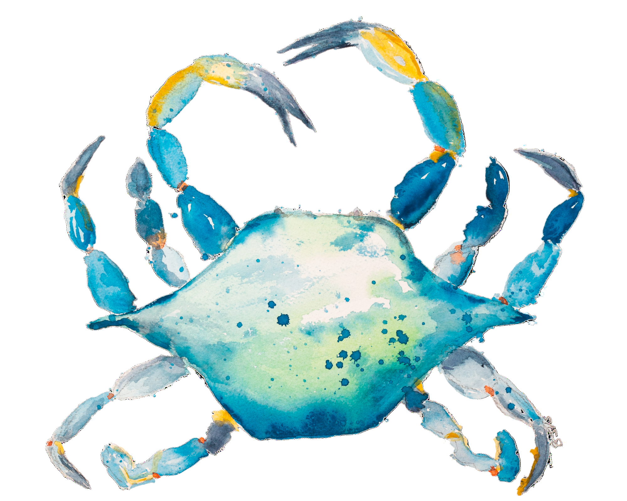 Blue Crab Watercolor Print on Canvas