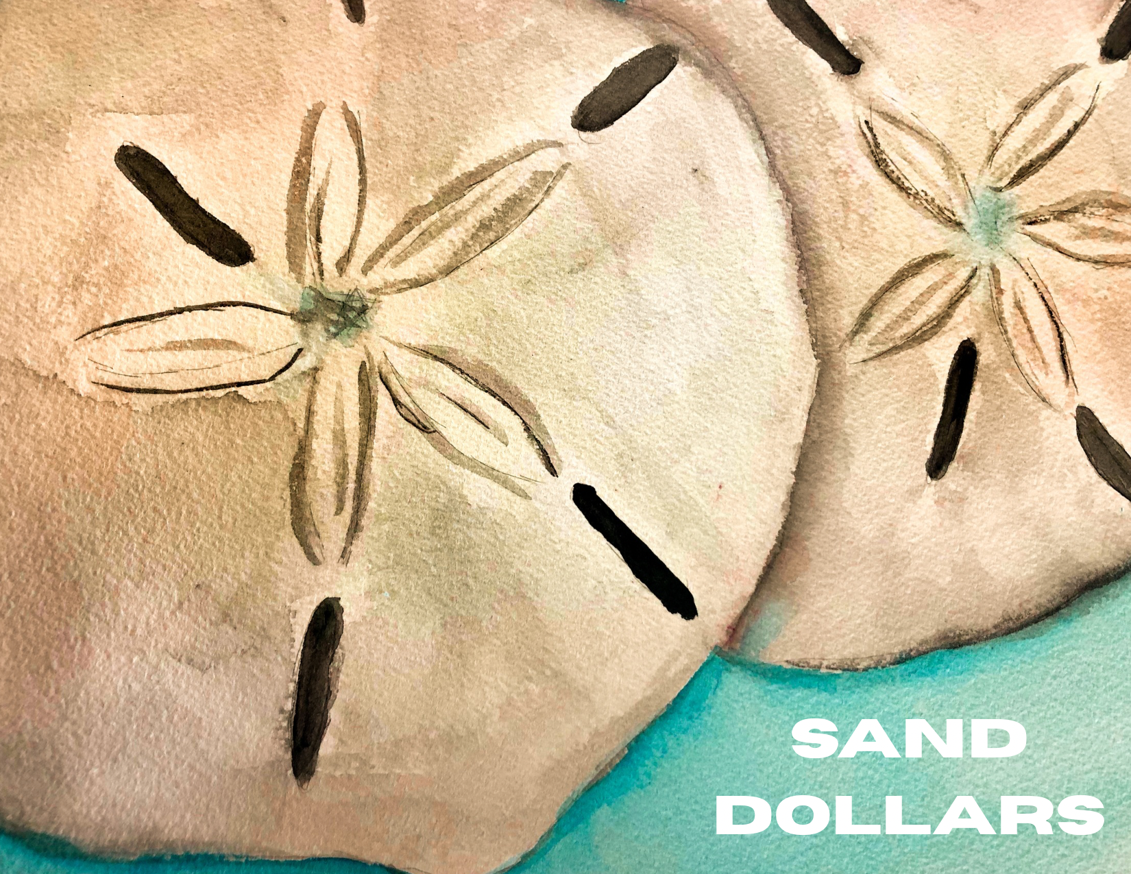 Sand Dollars Gift Card